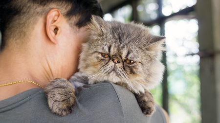 Men carrying a gray striped Persian cat.の写真素材
