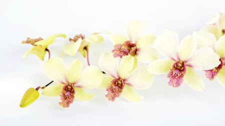Orchid flower on a white background.の写真素材
