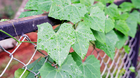 Gourd leaves or ivy gourd vegetable growing at a fence.の写真素材