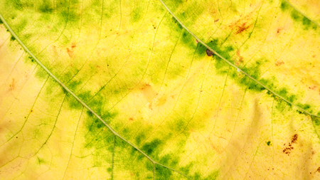 Close up of elephant ear plant for a background.の写真素材