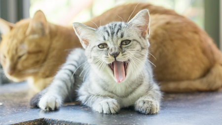 Gray striped kitty lying in the room.の写真素材