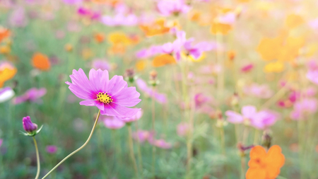 Cosmos flower in the garden, vintage color.の写真素材