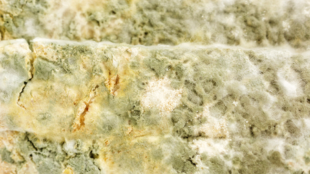 Close up of bread has a fungus.の写真素材