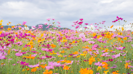Cosmos flower in the garden.の写真素材