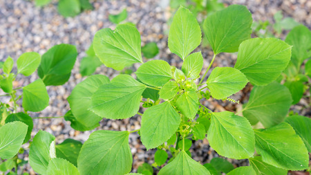 Indian acalypha plant in the garden.の写真素材