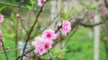 Pink peach blossom in the garden.の写真素材