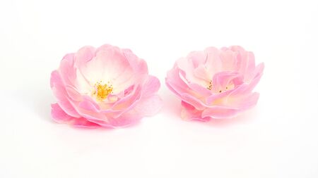Pink rose flower on a white background.の写真素材