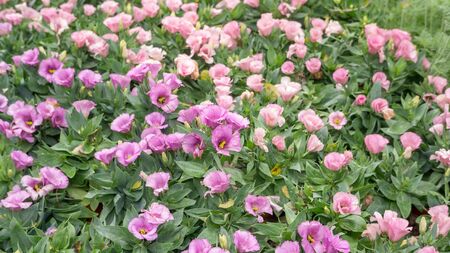 Purple and pink Lisianthus flower in a garden.の写真素材