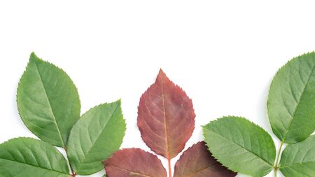 Green and red rose leaves on a white background.の写真素材
