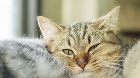 Gray striped kitty lying in the room.の写真素材