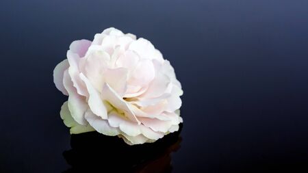 White rose flower on a black background.の写真素材