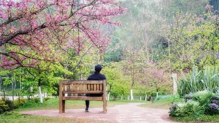 Man sitting in the cherry blossom gardenの写真素材