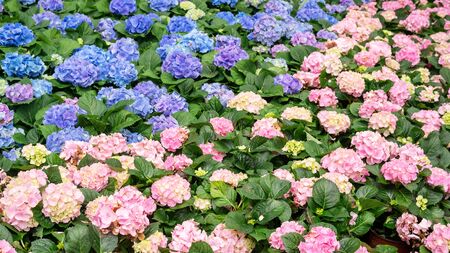 Blue and pink hydrangea flower in a garden.