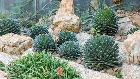 Close up of succulent cactus in a garden.の写真素材