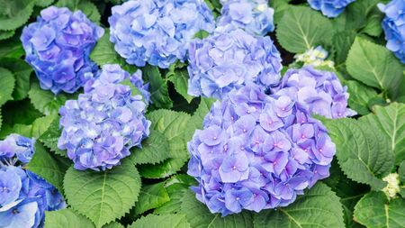 Blue hydrangea flower in a garden.