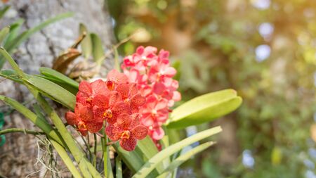Pink orchid flower in a garden.の写真素材