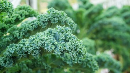 Close up of green curly kale plant in a vegetable garden.の写真素材