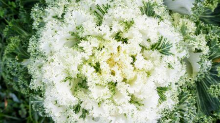 White and green Longlived Cabbage in a vegetable garden.の写真素材