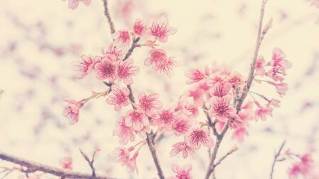Pink cherry blossom (sakura) in a garden, soft pastel style.の写真素材