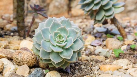 Close up of succulent cactus in a garden.の写真素材