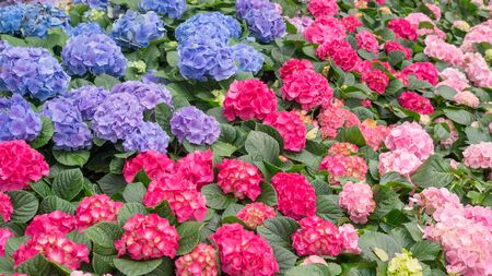 Blue and pink hydrangea flower in a garden.の写真素材