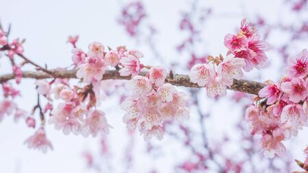 Pink cherry blossom (sakura) in a garden.の写真素材