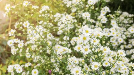White Daisy flower in a garden.の写真素材