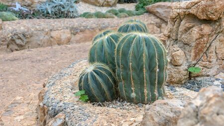 close up of cactus in a garden.の写真素材
