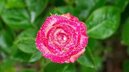 Droplet on a pink roses flower in the garden.の写真素材