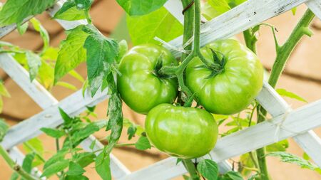 Green tomato plant in a vegetable garden.の写真素材