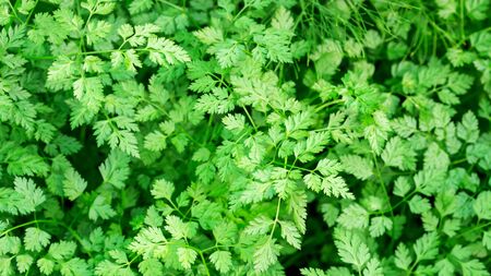 Green Chervil plant in a vegetable garden.の写真素材