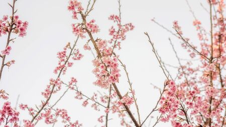 Pink cherry blossom (sakura) in a garden.の写真素材