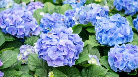 Blue hydrangea flower in a garden.の写真素材