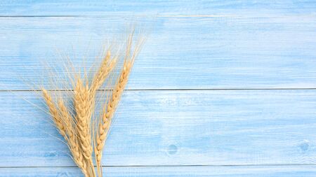 Dry wheat ears on a blue wooden table.の写真素材