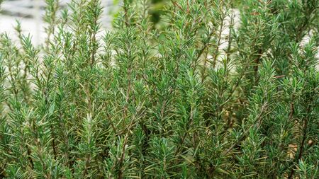 Green rosemary plant in a vegetable garden.の写真素材
