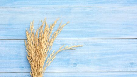 ear of paddy (dry Thai rice) on a blue wooden table.の写真素材