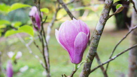 Pink Magnolia flower in a garden.の写真素材