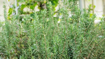 Green rosemary plant in a vegetable garden.の写真素材