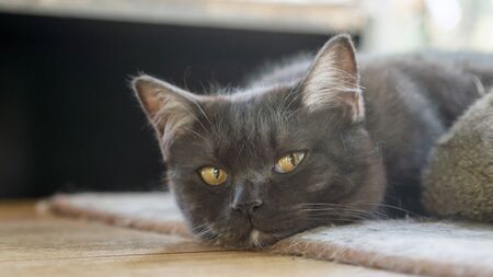 Black cat sitting on a table near a window.の写真素材