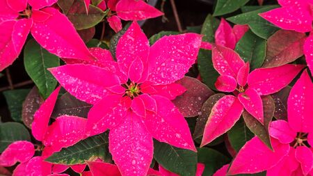 Red poinsettia plant in a garden.の写真素材