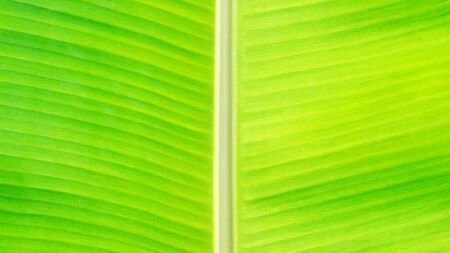 Close up of green banana leaf for a background.の写真素材