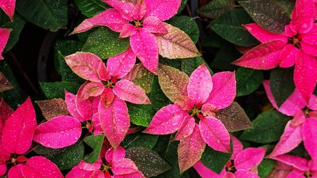 Red poinsettia plant in a garden.の写真素材