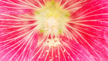 Close up of a pollen of pink Hollyhocks flower.の写真素材