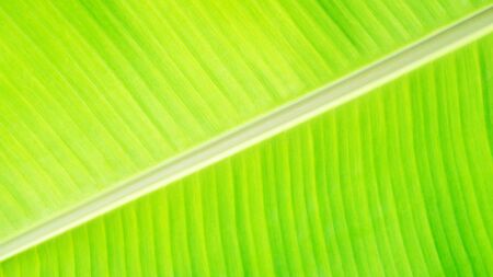 Close up of green banana leaf for a background.の写真素材