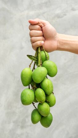 Men holding a green sour mango (raw mango) on a gray background.の写真素材