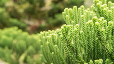 Close up of a green pine leaf in a garden.の写真素材