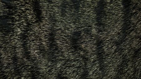Close up of gray striped cat for a background.の写真素材