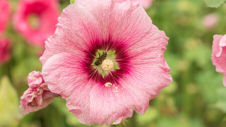 Pink Hollyhocks flower in a garden.の写真素材
