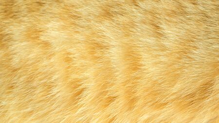 Close up of red striped cat for a background.