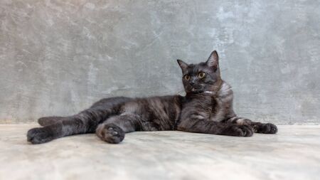 Dark gray cat lying in a room.の写真素材